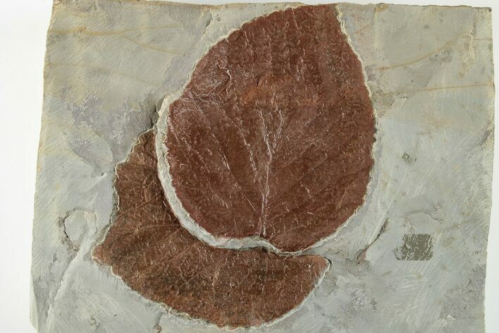 Two Fossil Leaves (Davidia) - Montana #201338